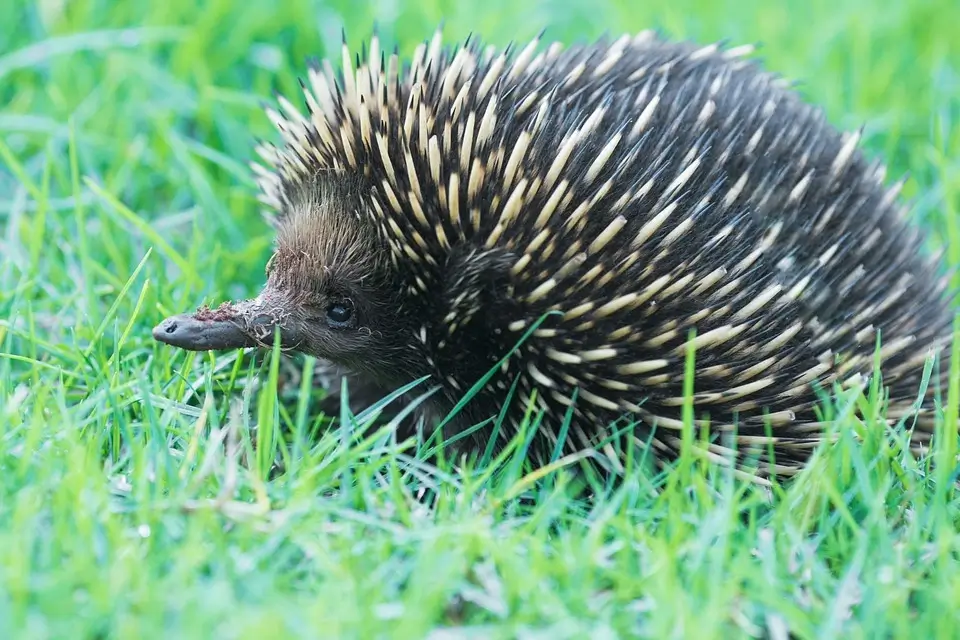 Echidna