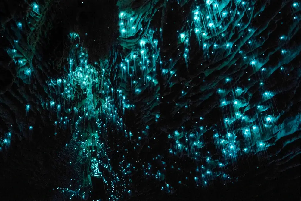 The Glowworm Caves in New Zealand